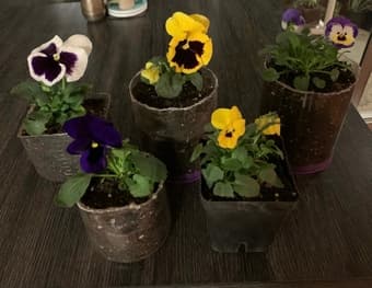 Plants for your household 1