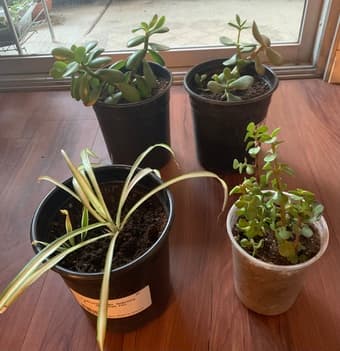 Plants for your household 2