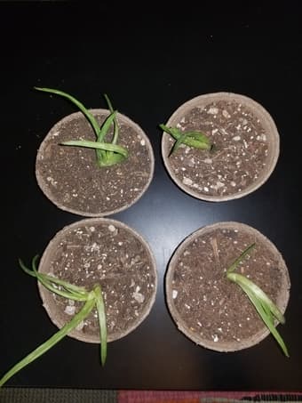 Aloe Vera Plants 1