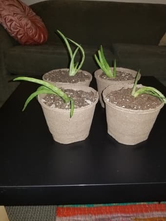 Aloe Vera Plants 2