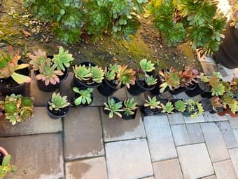 Succulents 1