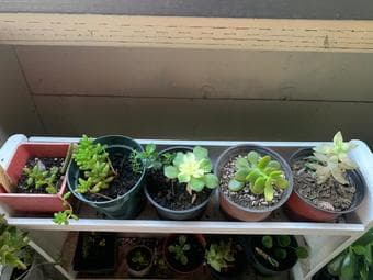 Easy to grow plants for home decor 3