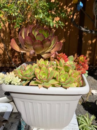 Succulents , u don’t need a green thumb 1