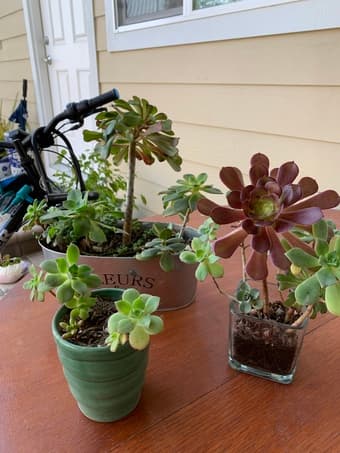 Succulents , u don’t need a green thumb 2
