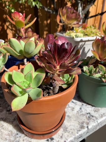 Succulents , u don’t need a green thumb 3