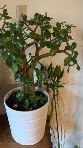 Jade tree in a planter for home decor 1
