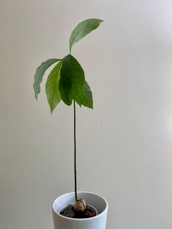 Avocado Plant (large) 1