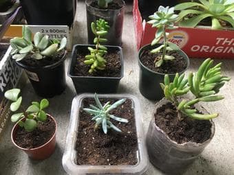 Houseplants for beginners/plant lovers 2