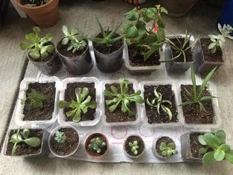 Household plants easy to care 1