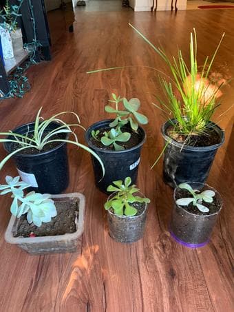 Household plants easy to care 3