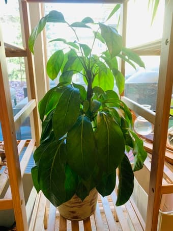 Houseplant — Schefflera Alpine 2