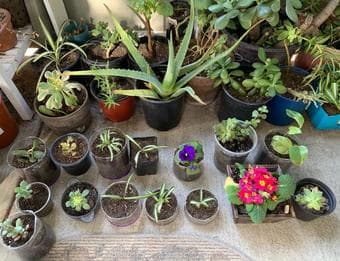 Lots of plants at low prices 1
