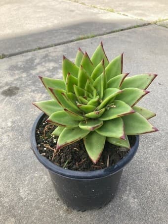 Flower for sale 1