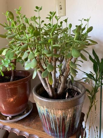 Jade tree for home decor 1