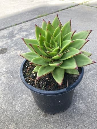 Flower for sale 1