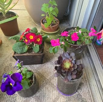 Flower plants 1
