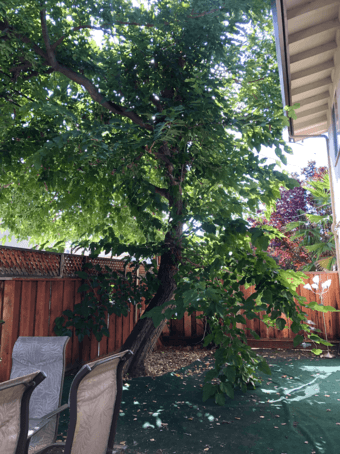 Palo Alto, 1-year lease, 2 rooms open in 3BR/1.5 BA, "Covid discount" 1
