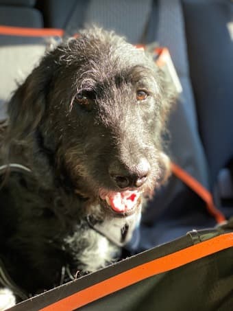 Hiring a long term dog sitter for the summer 1