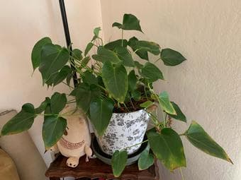 Household plants 2