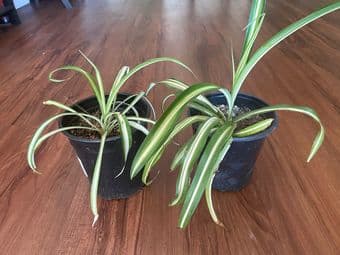 Plants for household, easy to care/Succulents and others 2