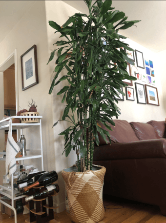 Dracaena Indoor Tree -- 7ft tall 1