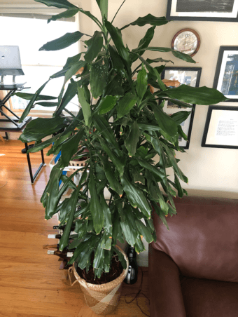 Dracaena Indoor Tree -- 7ft tall 2