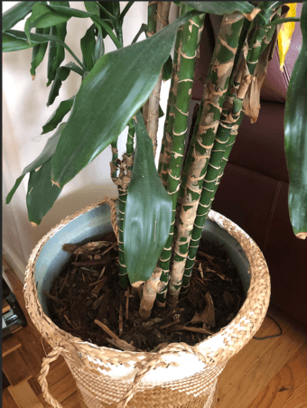 Dracaena Indoor Tree -- 7ft tall 3