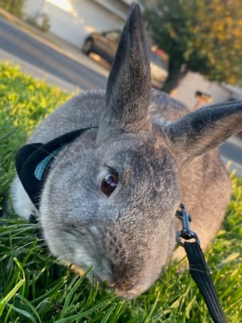 2 Y/O Male Bunny for Adoption 1