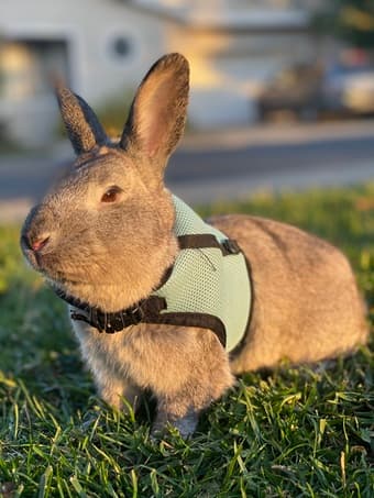 2 Y/O Male Bunny for Adoption 2