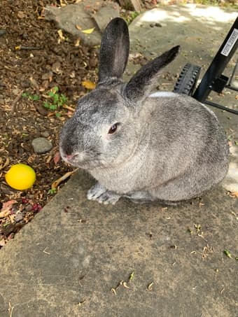 2 Y/O Male Bunny for Adoption 3