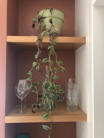 Moving sale: kitchen, plants, iPad, lamps 1