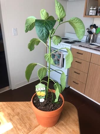 Moving sale: kitchen, plants, iPad, lamps 2