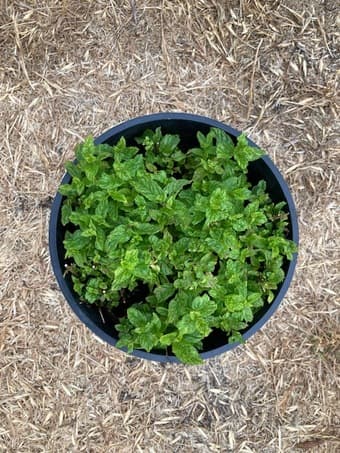 Mint for sale 2