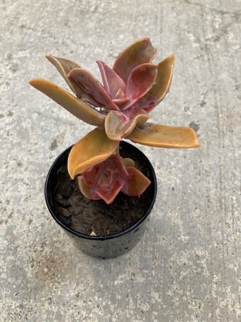 Flower for sale 1