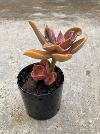 Flower for sale 2