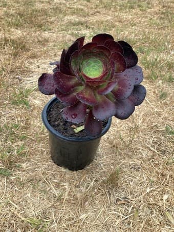 Flower 2