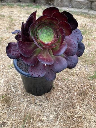 Flower 3
