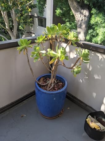 Large outdoor plants in beautiful pots 1