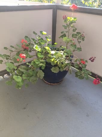 Large outdoor plants in beautiful pots 2