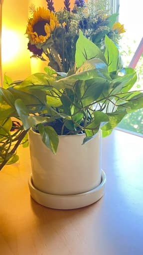 Faux pothos in ceramic white pot 2