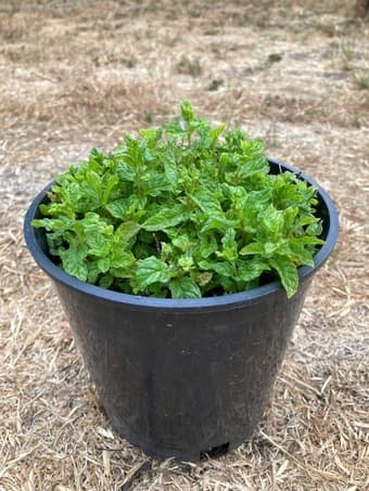 Fresh PepperMint plant 1