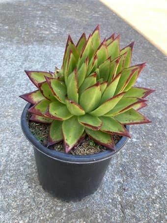 Flower for sale 1