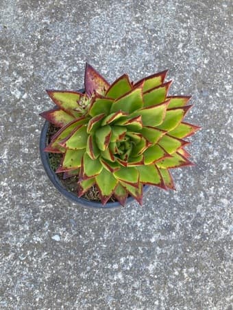 Flower for sale 2