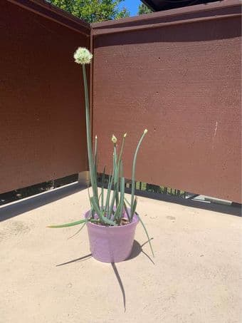 Flowering Spring/Green Onion (or Scallion) Plant (Organic) 1