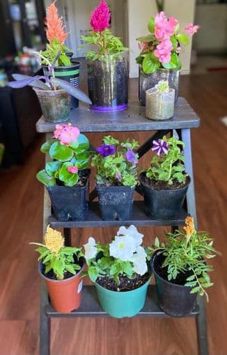 Easy to care houseplants: flowering/succulents 1