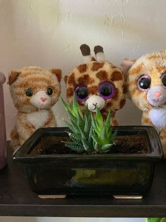 Easy to care houseplants: flowering/succulents 2