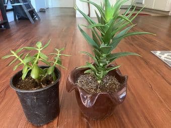 Easy to care houseplants: flowering/succulents 3