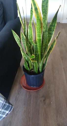Snake Plant - 2 ft 1