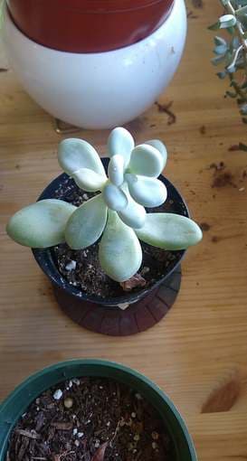Succulent 1