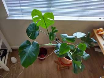 Monstera Plant 1